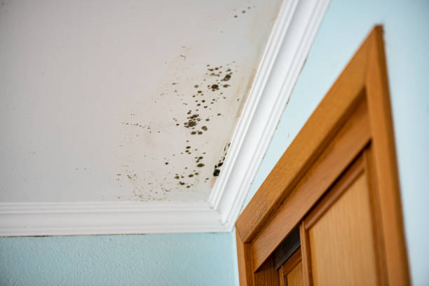 Best Mold Damage Repair  in Gluckstadt, MS