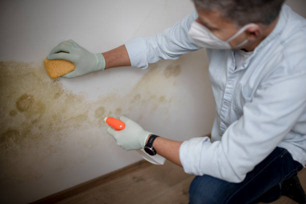 Best Toxic Mold Removal  in Gluckstadt, MS