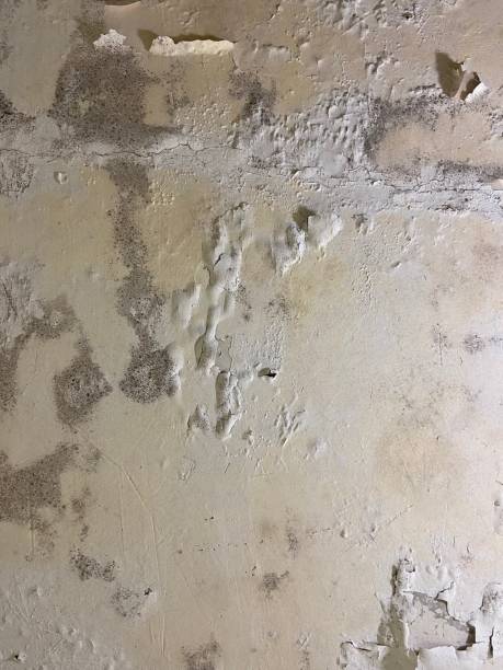 Best Office Mold Removal Services  in Gluckstadt, MS