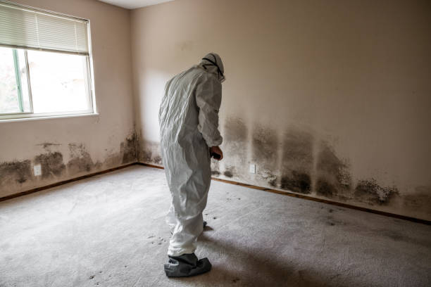 Best Attic Mold Removal  in Gluckstadt, MS